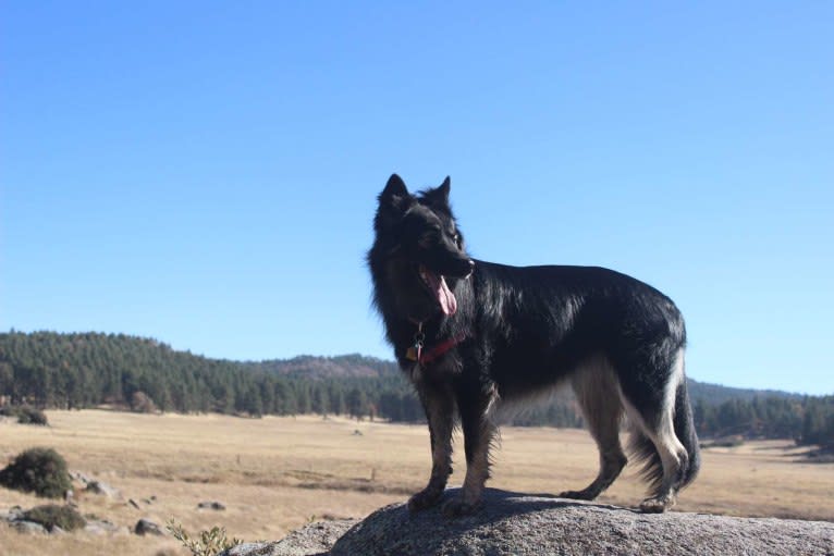 Raven, a Siberian Husky and German Shepherd Dog mix tested with EmbarkVet.com