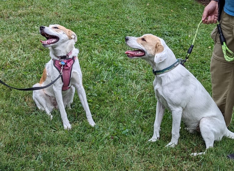 Hudson, an American Pit Bull Terrier and Great Pyrenees mix tested with EmbarkVet.com