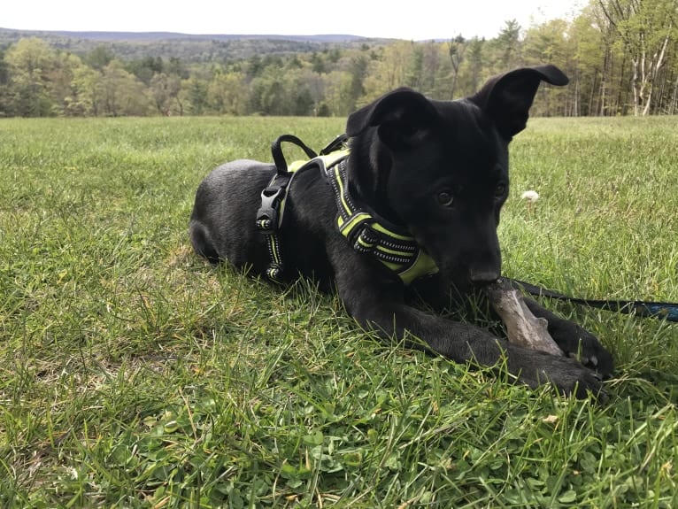 Ru, an American Pit Bull Terrier and German Shepherd Dog mix tested with EmbarkVet.com