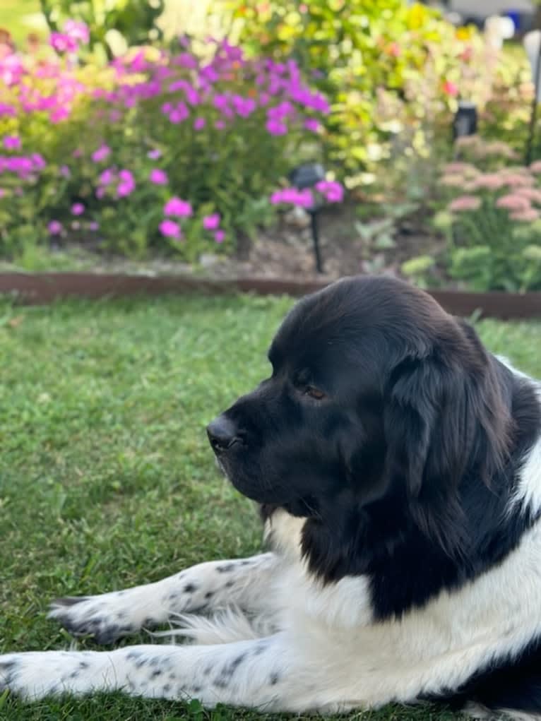 Luna, a Newfoundland tested with EmbarkVet.com
