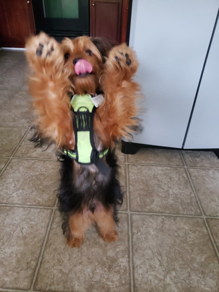 Chewey, a Yorkshire Terrier tested with EmbarkVet.com