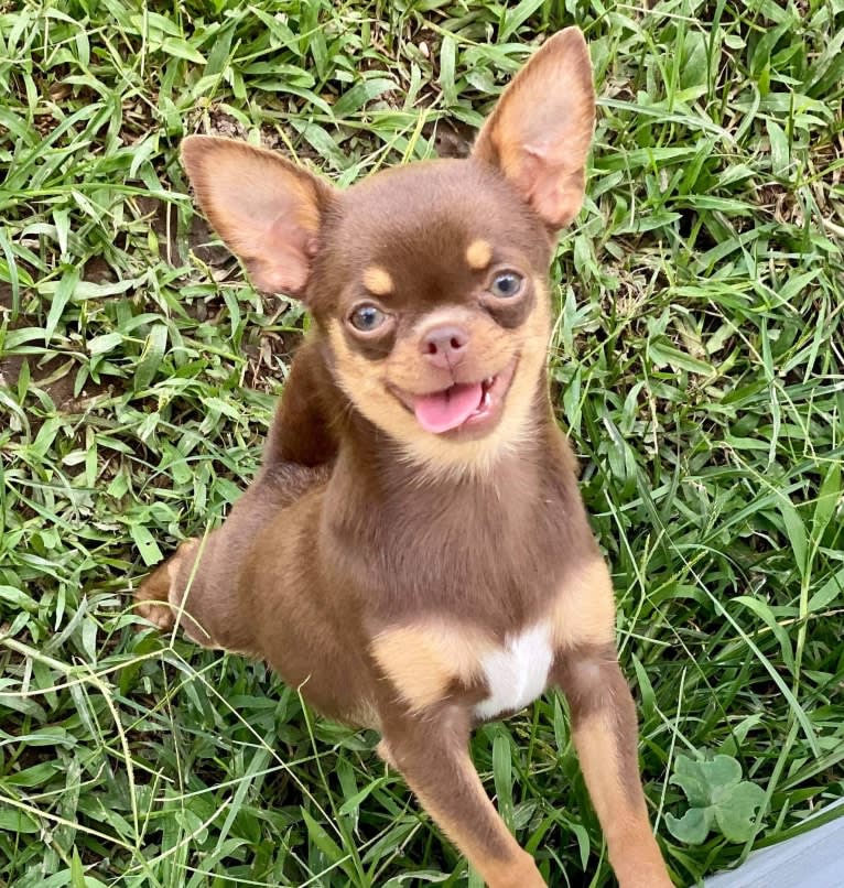 Barbie, a Chihuahua tested with EmbarkVet.com