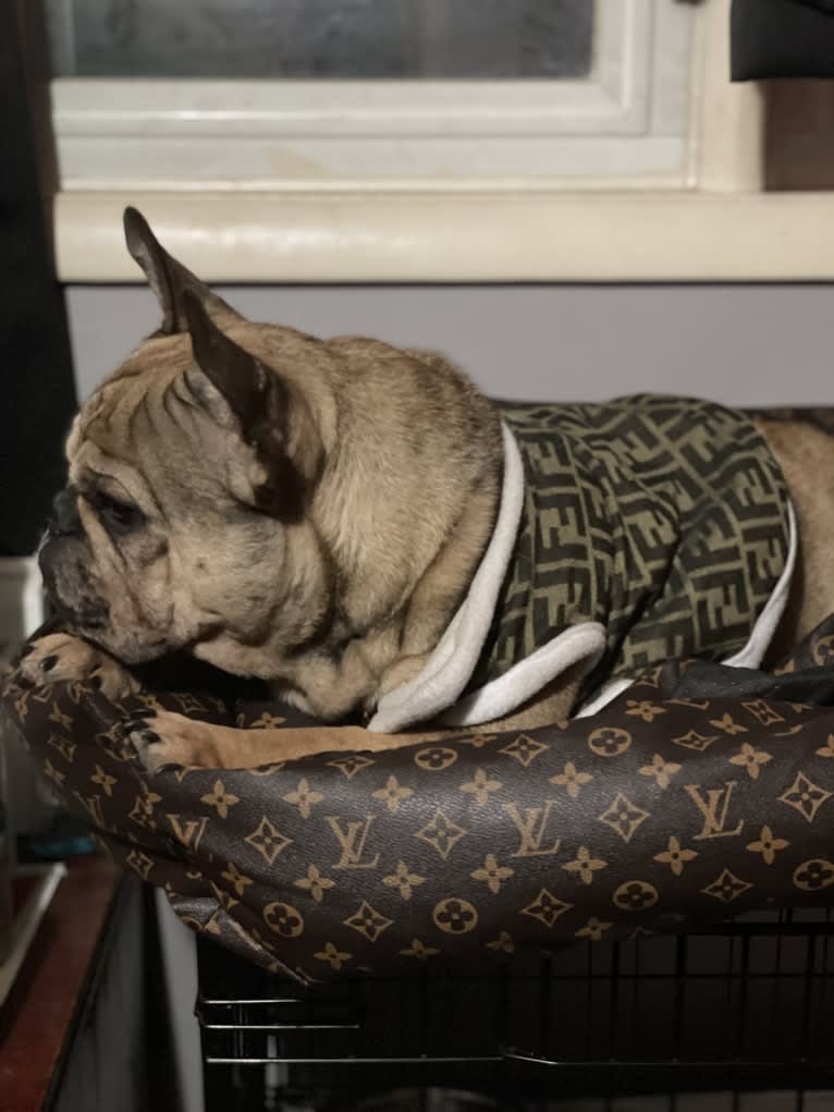 Louie, a French Bulldog and Bulldog mix tested with EmbarkVet.com