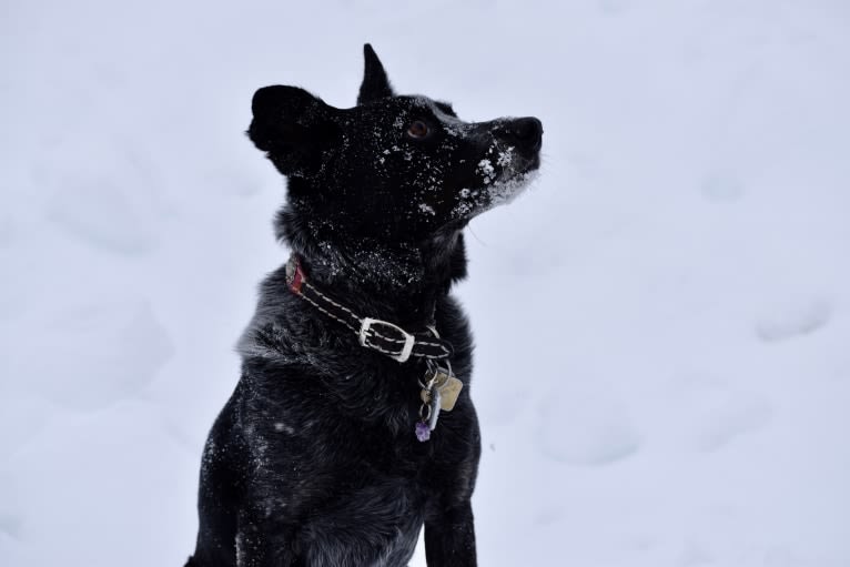 Mist, an Australian Cattle Dog and Australian Shepherd mix tested with EmbarkVet.com