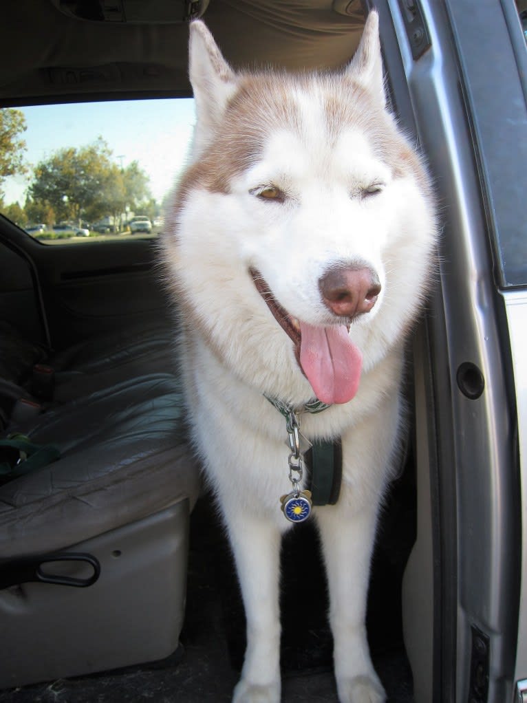Leo, a Siberian Husky tested with EmbarkVet.com
