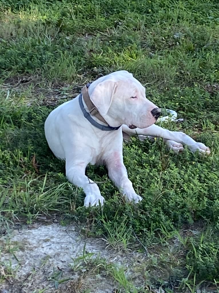 Mercy, a Dogo Argentino tested with EmbarkVet.com