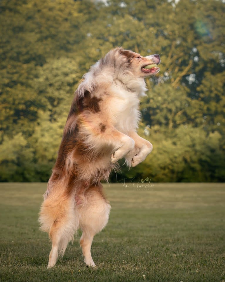 Neville, an Australian Shepherd tested with EmbarkVet.com