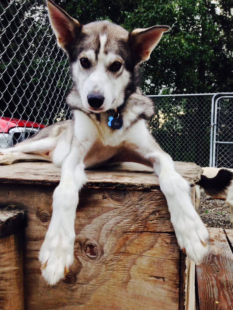 Jack Daniels, an Alaskan-type Husky tested with EmbarkVet.com