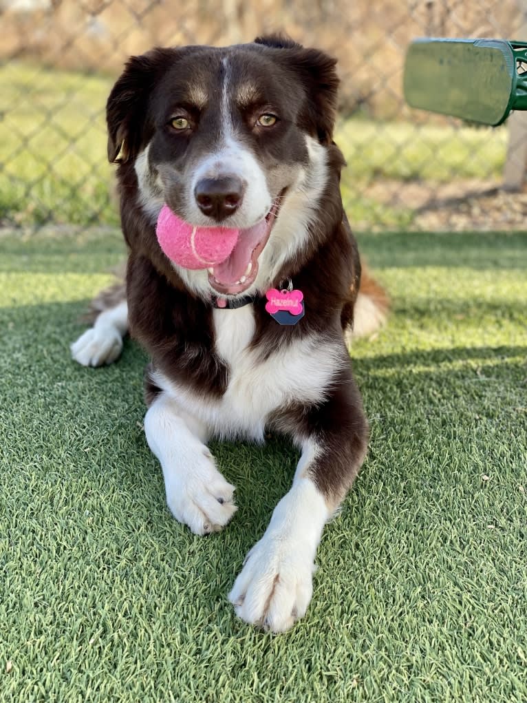 Hazelnut, a Border Collie and Siberian Husky mix tested with EmbarkVet.com