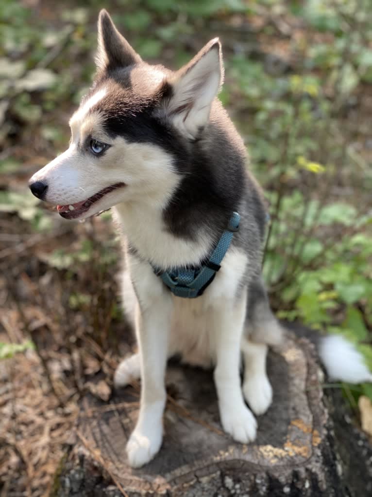 SKADI, a Pomsky tested with EmbarkVet.com