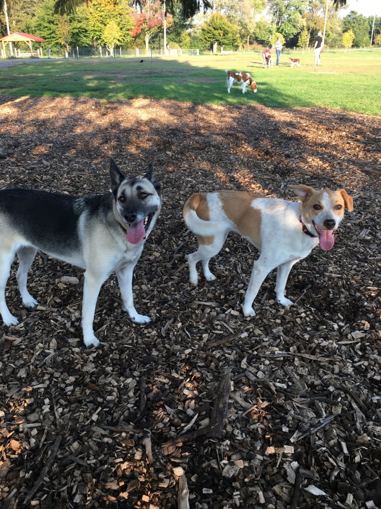 Lacey, an Australian Cattle Dog and German Shepherd Dog mix tested with EmbarkVet.com