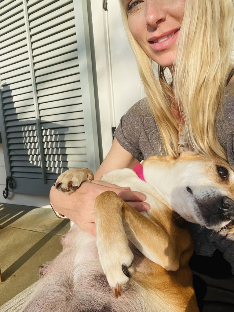 Bunny, a Rat Terrier and Labrador Retriever mix tested with EmbarkVet.com