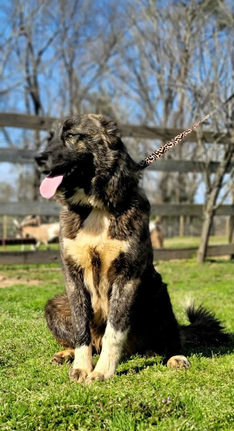 Sevo, an Armenian Gampr tested with EmbarkVet.com