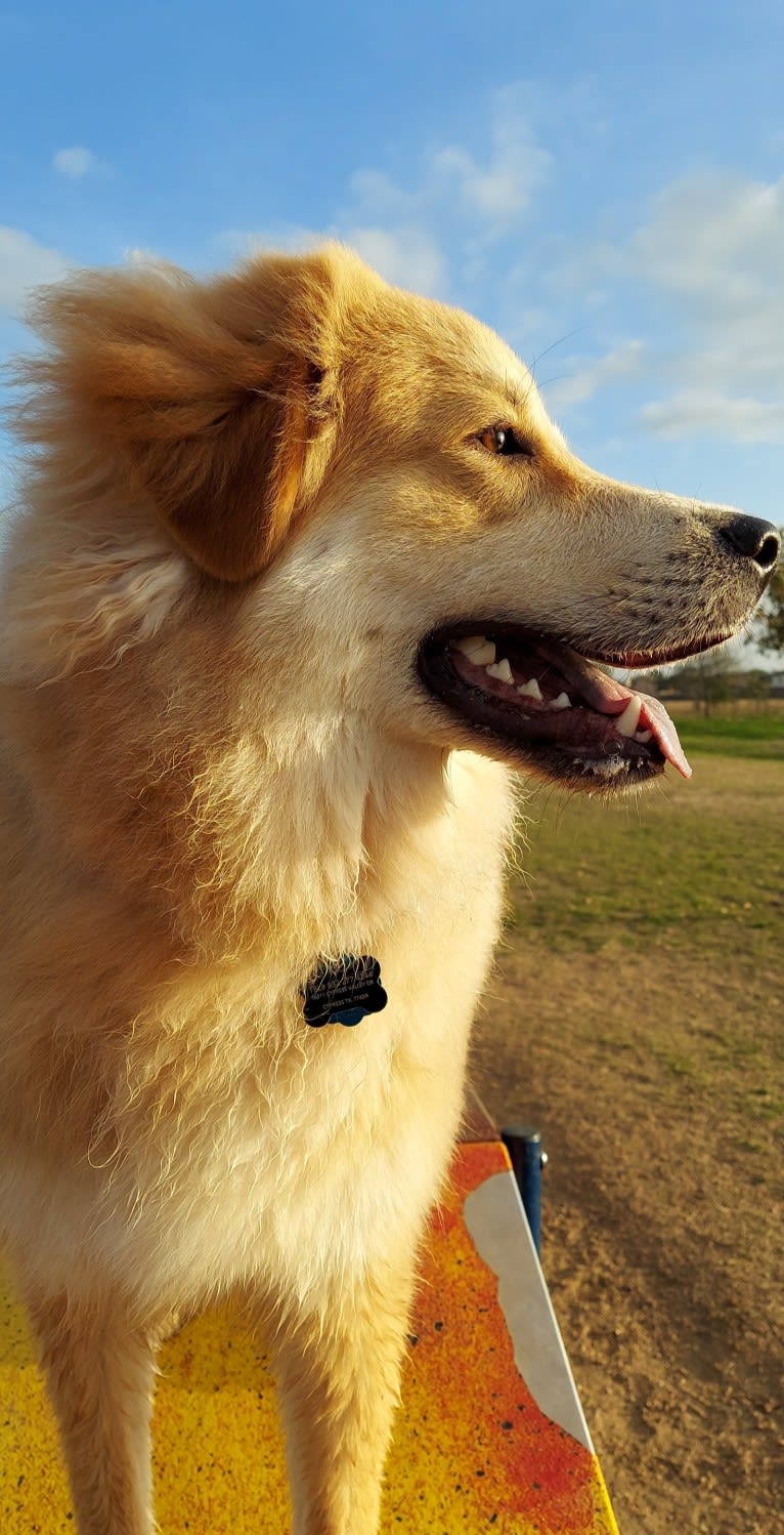 Zephyr, a Great Pyrenees and Australian Shepherd mix tested with EmbarkVet.com