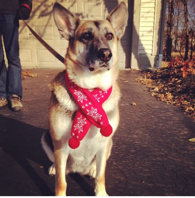 Brie, a German Shepherd Dog and American Eskimo Dog mix tested with EmbarkVet.com