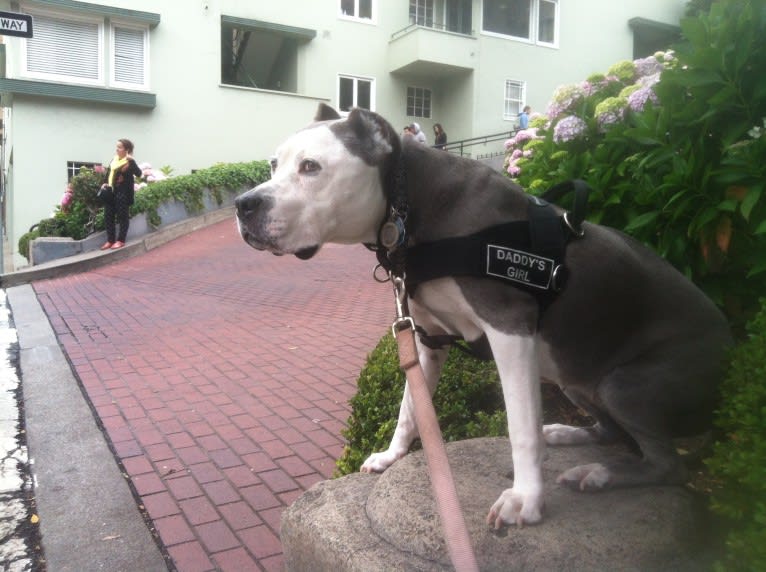 Linda, an American Staffordshire Terrier tested with EmbarkVet.com