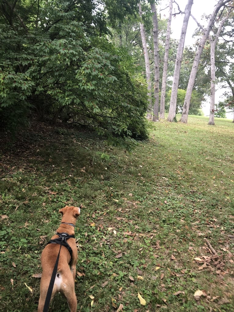 Stanley, a Mountain Cur tested with EmbarkVet.com