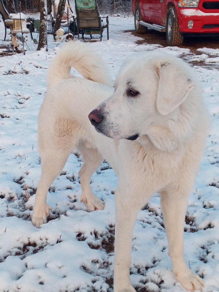 Aladdin, a Great Pyrenees tested with EmbarkVet.com