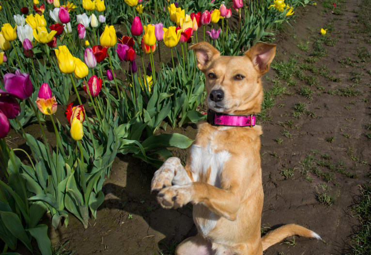 Zoe, an Australian Cattle Dog and Rat Terrier mix tested with EmbarkVet.com