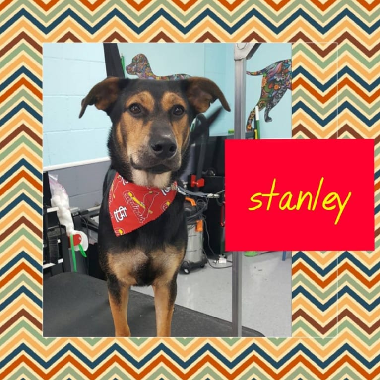 Stanley, a German Shepherd Dog and Labrador Retriever mix tested with EmbarkVet.com