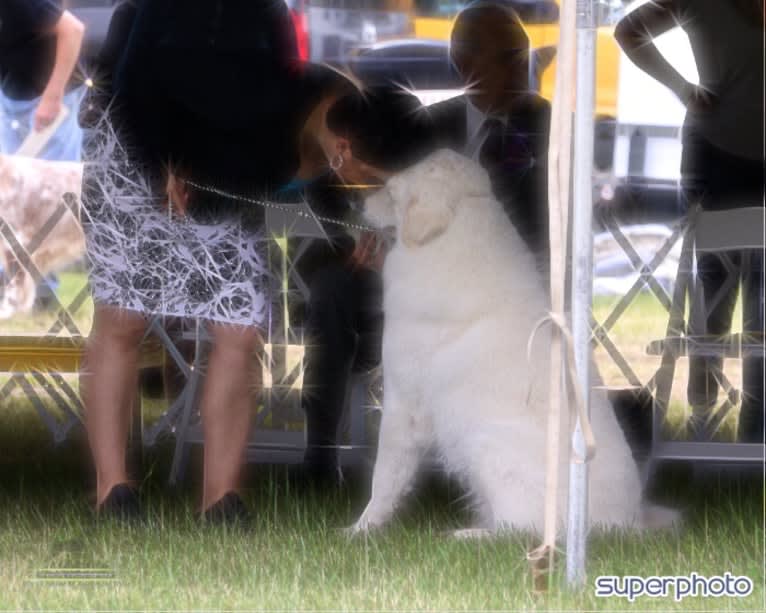 “Loaner” Szumeria’s Mine Till Monday, a Kuvasz tested with EmbarkVet.com