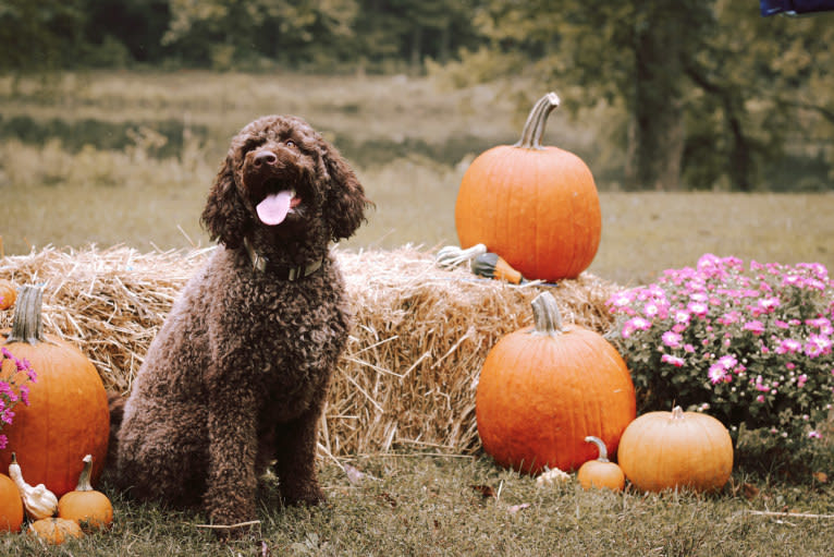 Lilly, a Labradoodle tested with EmbarkVet.com