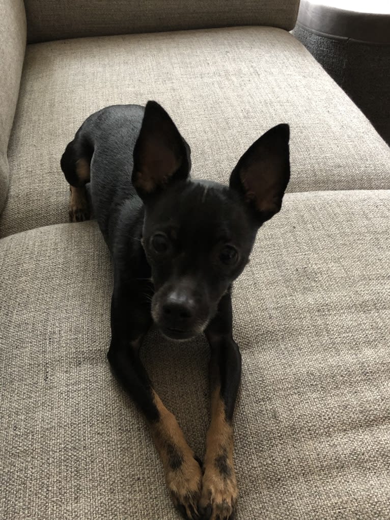 Otto von Bigbark, a Rat Terrier and Chihuahua mix tested with EmbarkVet.com