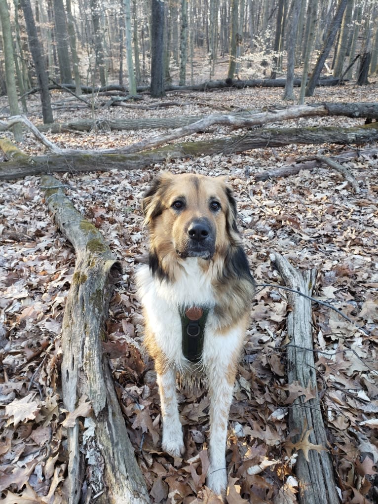Ross, a Great Pyrenees and American Pit Bull Terrier mix tested with EmbarkVet.com