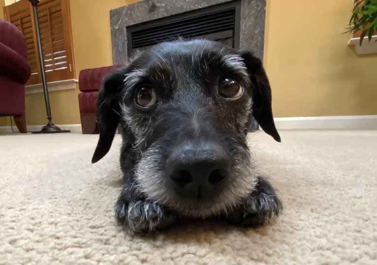 Danny, a Cairn Terrier and Shih Tzu mix tested with EmbarkVet.com