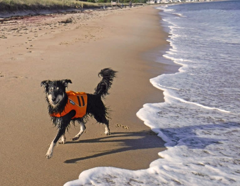 Maple, an English Shepherd tested with EmbarkVet.com