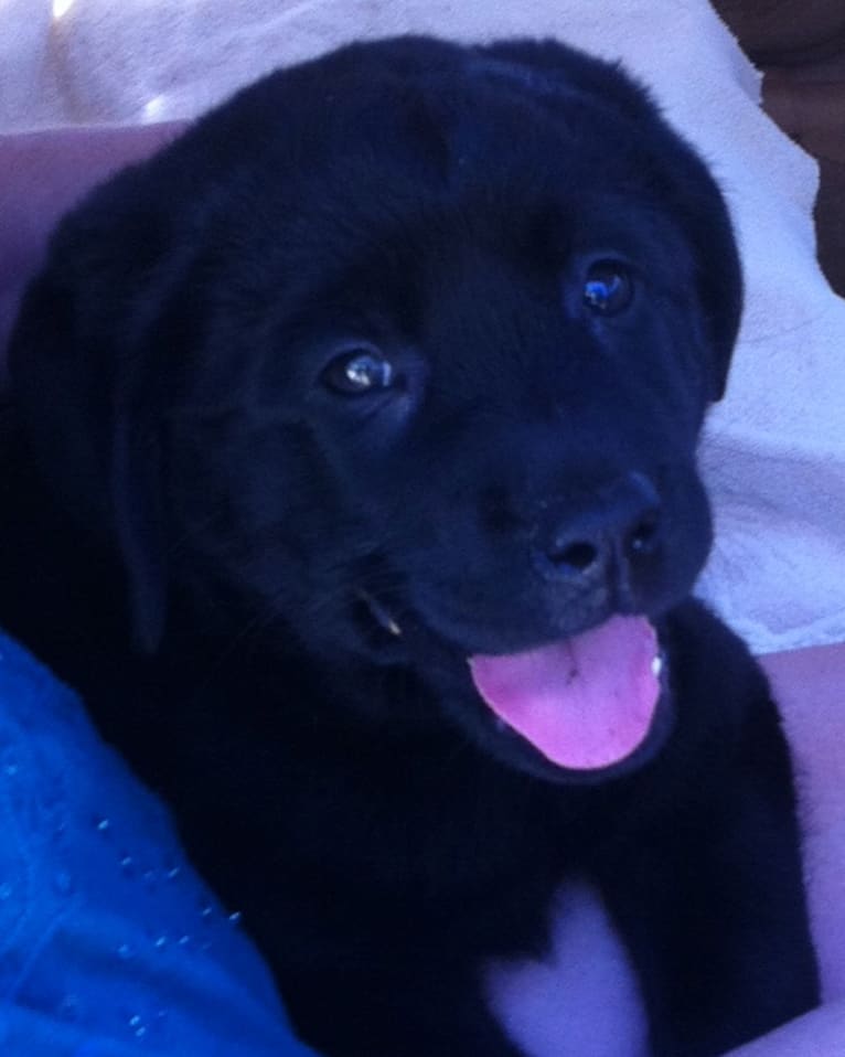 Lucy, a Labrador Retriever tested with EmbarkVet.com