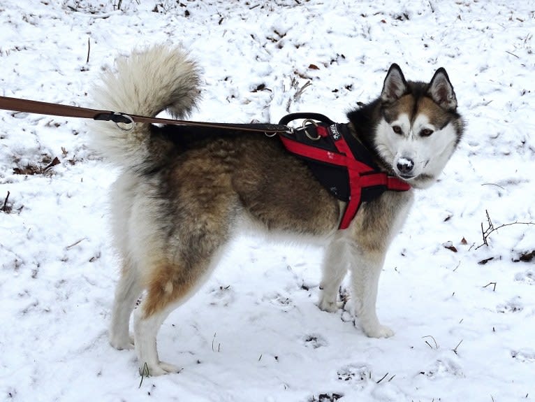 Kaya, a Siberian Husky tested with EmbarkVet.com
