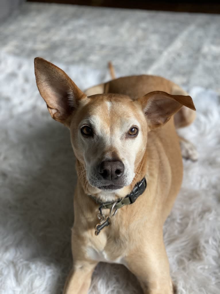 Jaxon, an American Pit Bull Terrier and Labrador Retriever mix tested with EmbarkVet.com