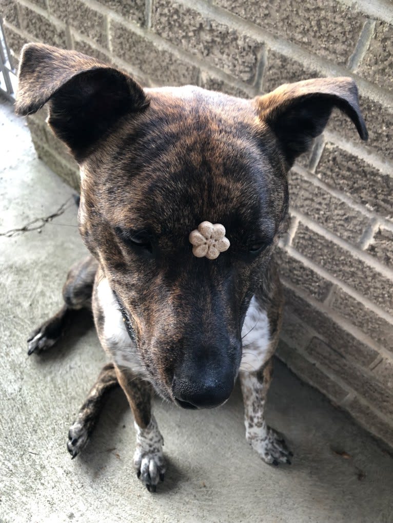 Koba, an Australian Cattle Dog and American Pit Bull Terrier mix tested with EmbarkVet.com