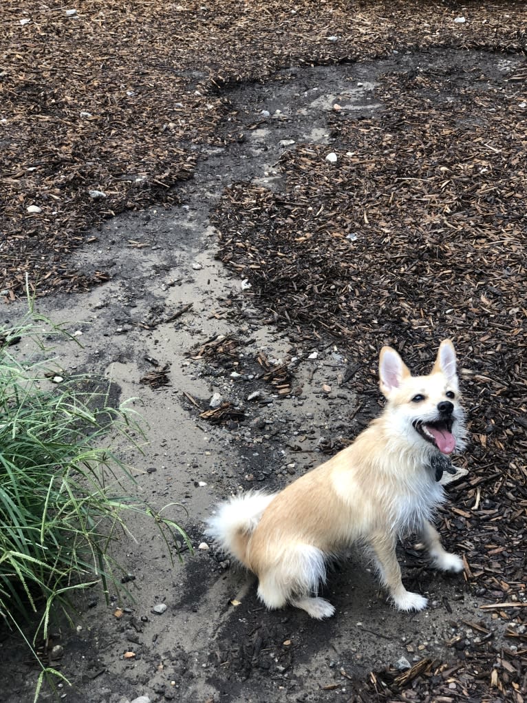 Bruno, a Pomeranian and Miniature Schnauzer mix tested with EmbarkVet.com