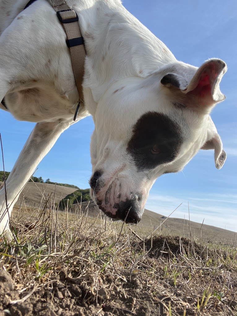 Aubin, an American Bulldog and Brittany mix tested with EmbarkVet.com