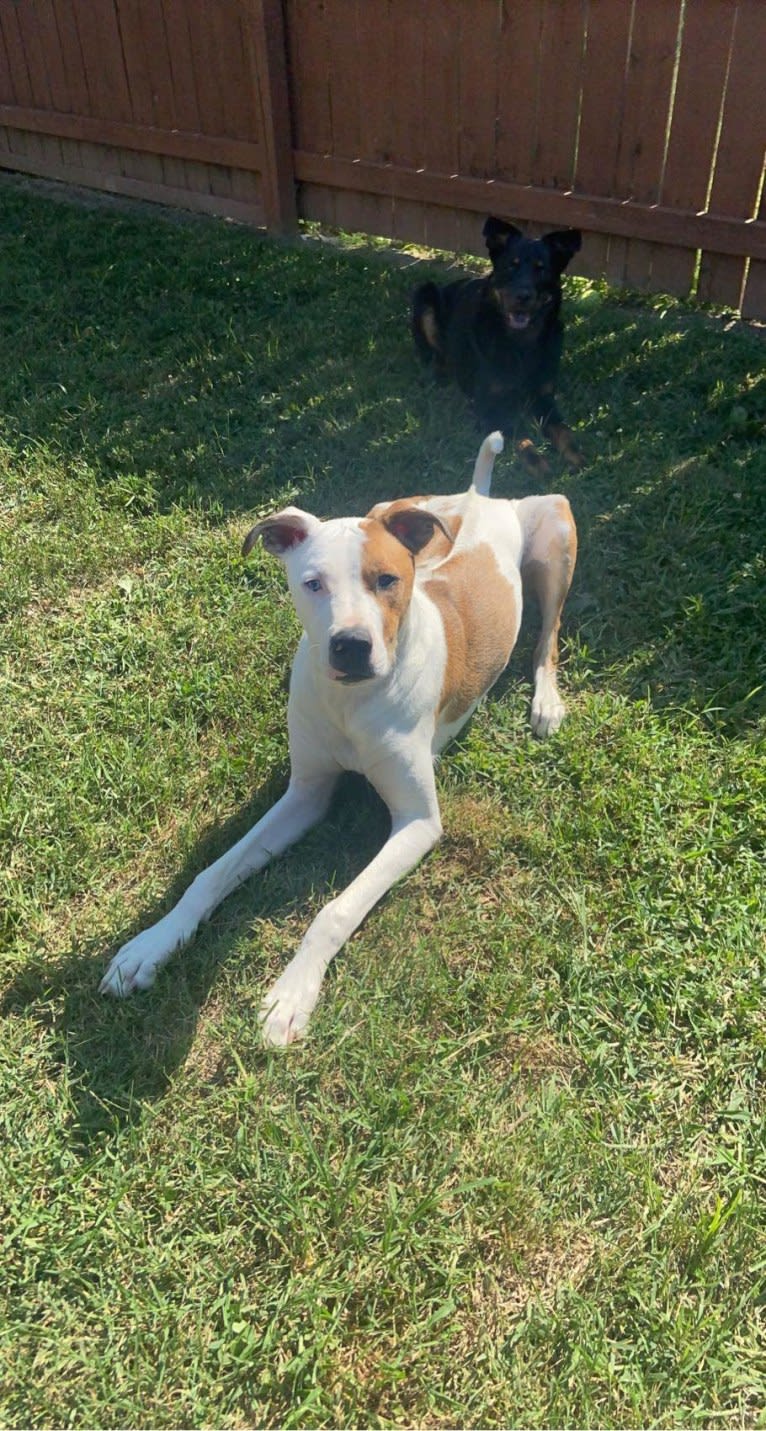 Jax, a Rhodesian Ridgeback and Boxer mix tested with EmbarkVet.com