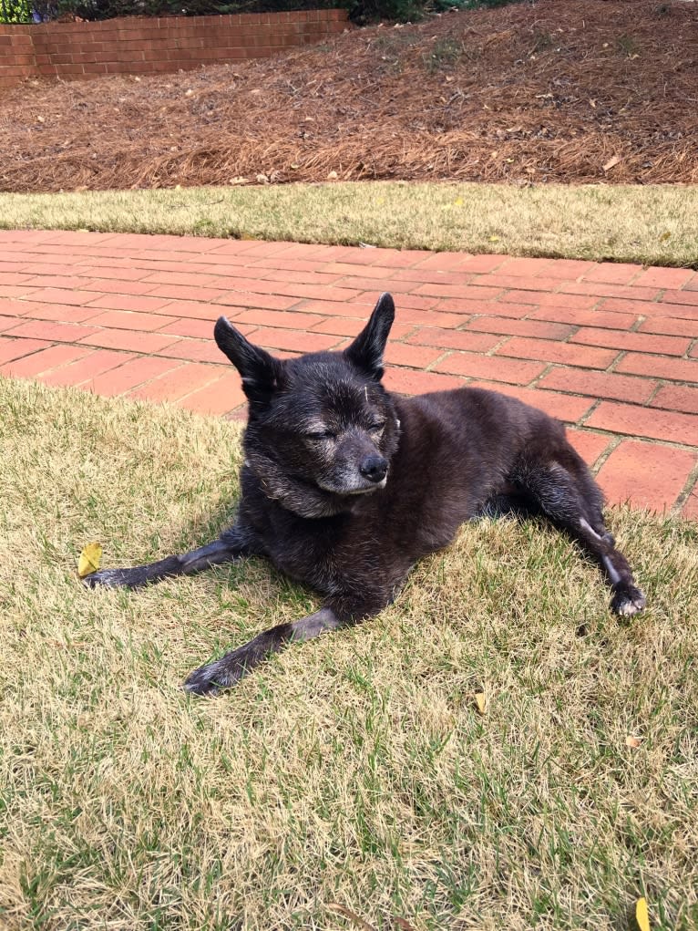 Harley, a Chihuahua and Rat Terrier mix tested with EmbarkVet.com