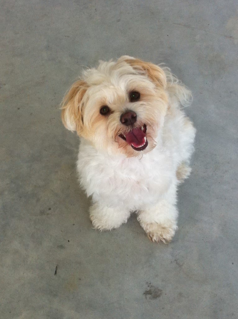 Marlin, a Havanese tested with EmbarkVet.com