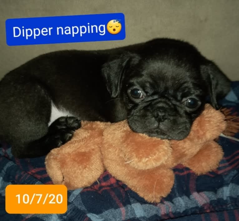 Dipper, a Pug tested with EmbarkVet.com