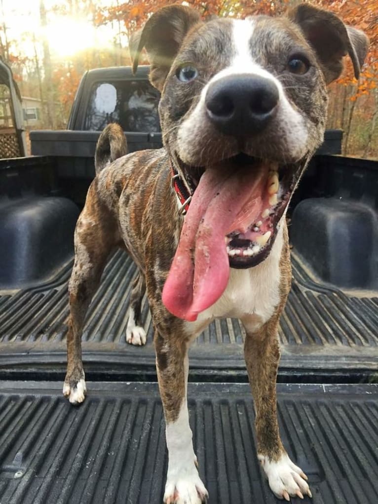 Hammer, a Boston Terrier and Australian Cattle Dog mix tested with EmbarkVet.com