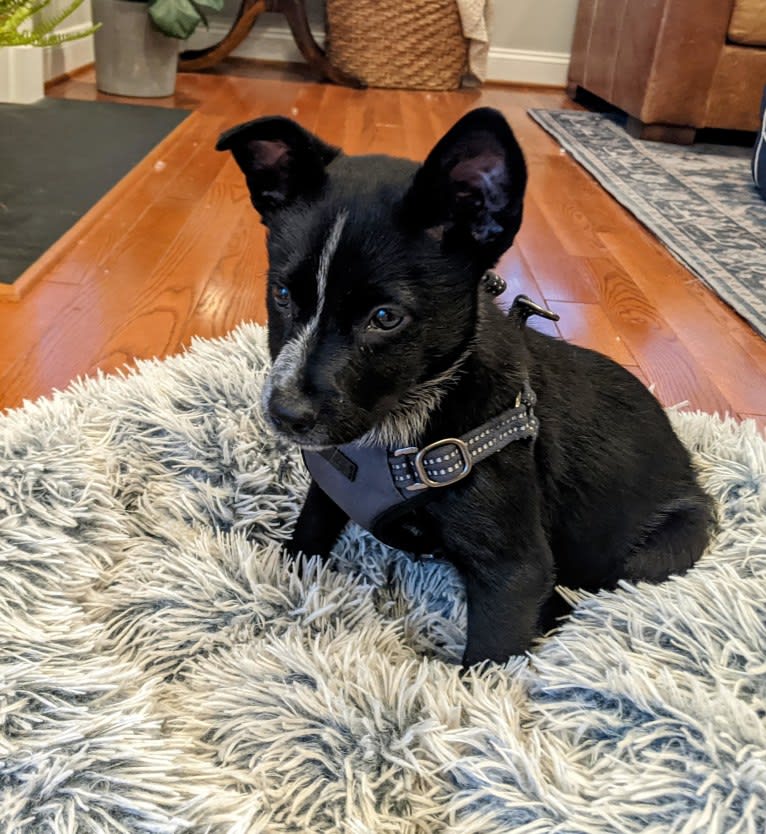 Ruby, an Australian Cattle Dog (11.0% unresolved) tested with EmbarkVet.com