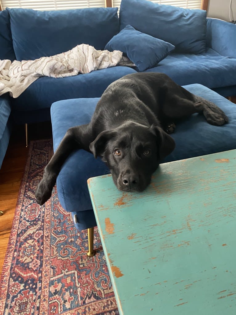 Saint, a Labrador Retriever and German Shepherd Dog mix tested with EmbarkVet.com