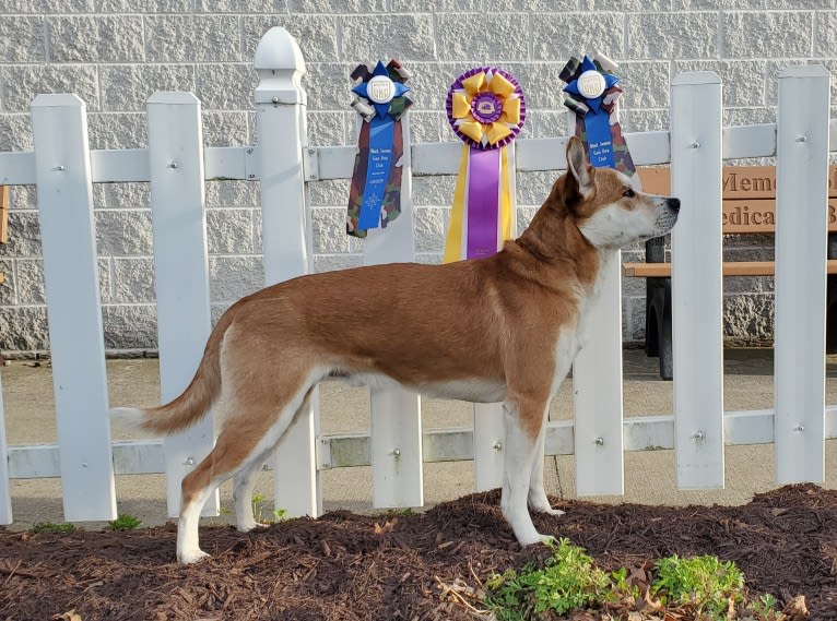 Joe, a Carolina Dog tested with EmbarkVet.com