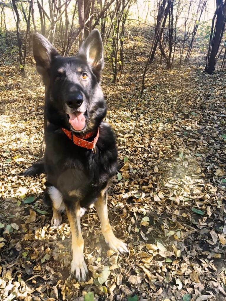 Bear, a German Shepherd Dog tested with EmbarkVet.com