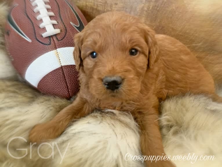 Gray Collar, a Goldendoodle tested with EmbarkVet.com