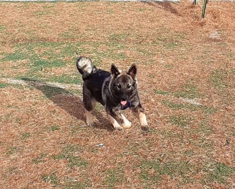 Ellie, a Norwegian Elkhound tested with EmbarkVet.com