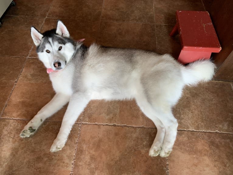 Romeo, a Siberian Husky and Alaskan Malamute mix tested with EmbarkVet.com