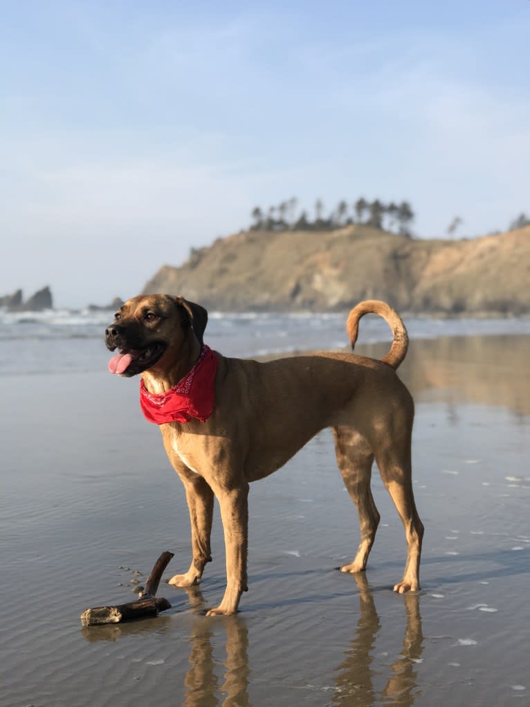 Piper, a Perro de Presa Canario and Rottweiler mix tested with EmbarkVet.com