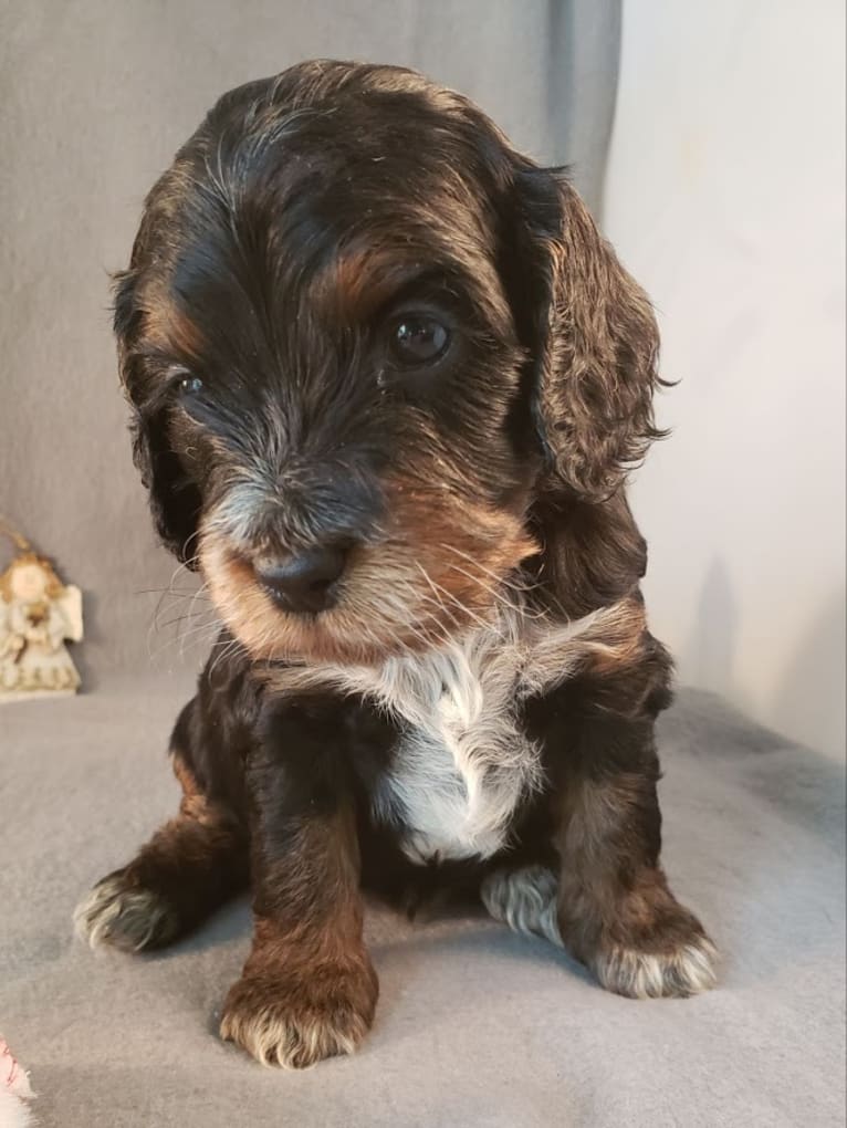 LATTE, a Cockapoo tested with EmbarkVet.com